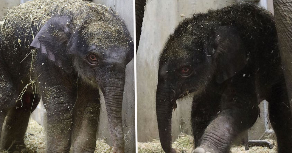 01A2-7A195D Asian Elephant 01A2-7A195D Asian Elephant